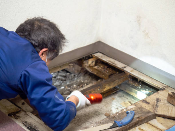 Best Insurance-Related Mold Remediation in Mcloud, OK