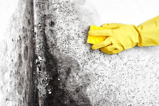 Best Health and Safety Mold Remediation in Mcloud, OK