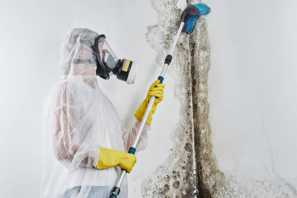 Best Mold Remediation for Specific Building Types in Mcloud, OK
