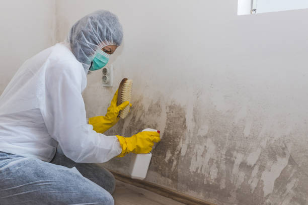Best Commercial Mold Remediation in Mcloud, OK
