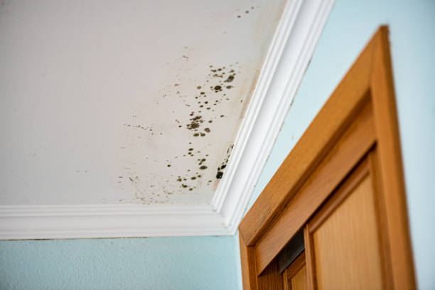 Best Basement Mold Remediation in Mcloud, OK