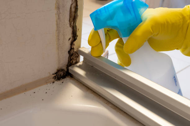 Best Basement Mold Remediation in Mcloud, OK