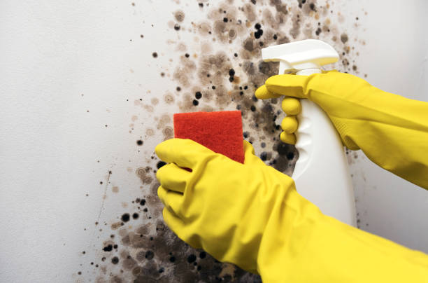 Best Post-Remediation Services in Mcloud, OK