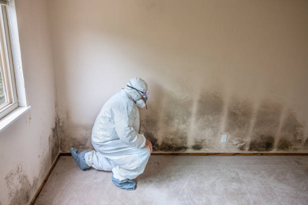 Best DIY Mold Remediation Support Services in Mcloud, OK