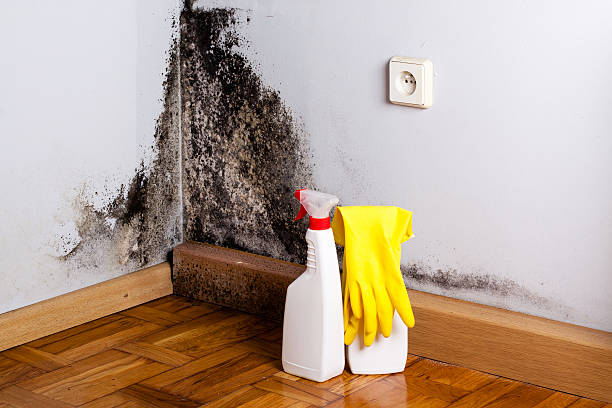 Best Residential Mold Remediation in Mcloud, OK