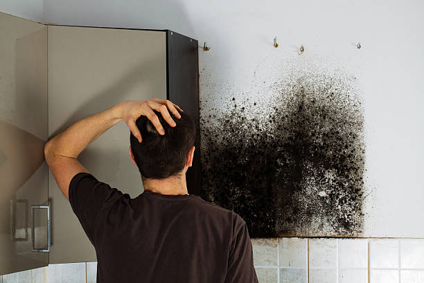 Best Kitchen Mold Remediation in Mcloud, OK
