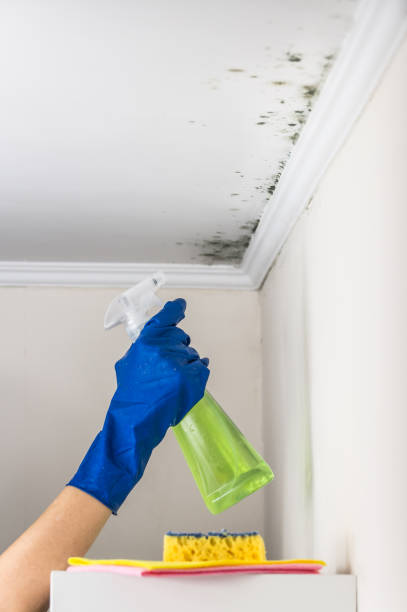 Best Mold Remediation for Schools in Mcloud, OK